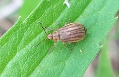 Ophraella conferta