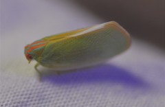 Ormenaria rufifascia