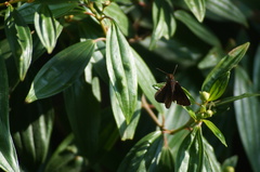 Miltomiges cinnamomea