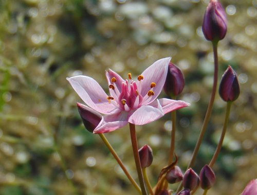 okrasa okolíkatá (Butomus umbellatus)