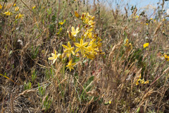 Triteleia ixioides ixioides