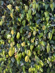 Ficus benjamina