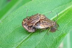 Ophraella conferta