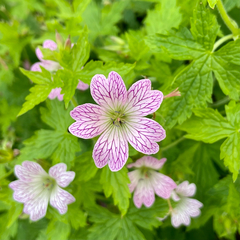 Geranium versicolor