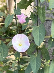 Convolvulus arvensis