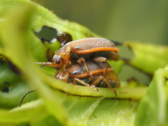 Galerucella calmariensis