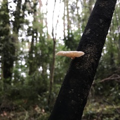 Marasmiellus alliiodorus
