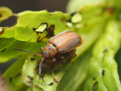 Galerucella calmariensis