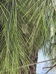 Casuarina equisetifolia