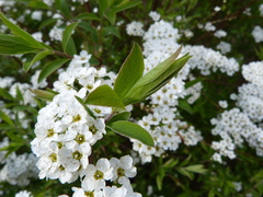 Spiraea cinerea