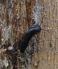 Dinothenarus badipes