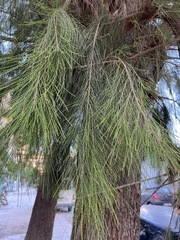 Casuarina equisetifolia