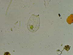 Euglypha