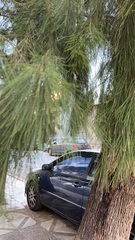 Casuarina equisetifolia