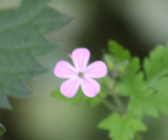 Geranium robertianum