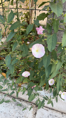 Convolvulus arvensis