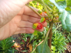 Impatiens niamniamensis