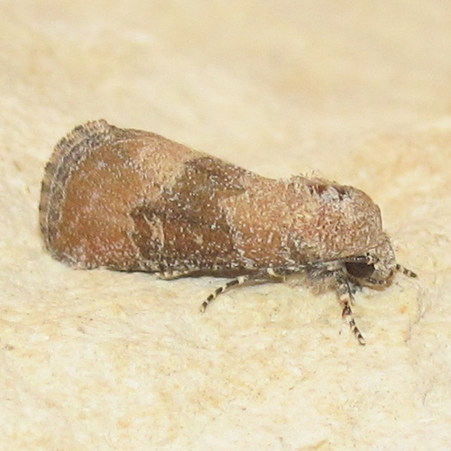 Plagiomimicus navia Harvey, 1875