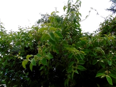 Malpighia mexicana