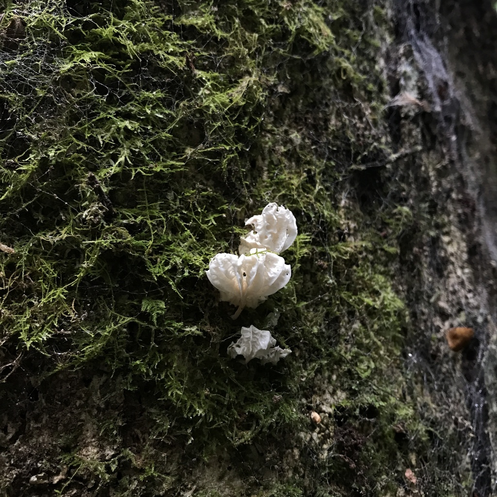 Marasmiellus alliiodorus · May 2022 · photo: © cristianriquelme (iNaturalist, cc-by)