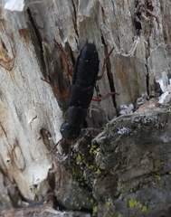 Dinothenarus badipes