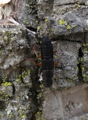 Dinothenarus badipes