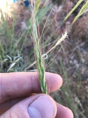 Pseudoroegneria spicata