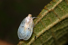 Bothriocera emeljanovi