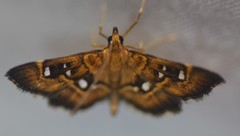 Diathrausta harlequinalis
