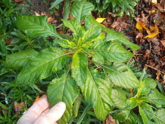 Impatiens niamniamensis