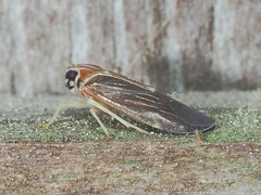 Synecdoche impunctata