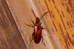 Statira