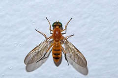 Ptecticus insularis