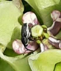 Odontocorynus salebrosus