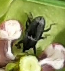 Odontocorynus salebrosus