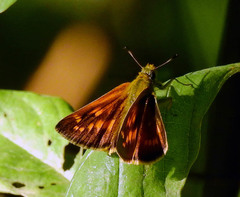 Ochlodes sylvanus