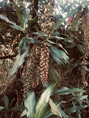 Escallonia pendula
