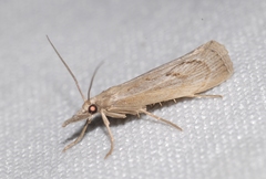 Agriphila tersellus