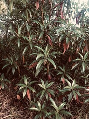 Escallonia pendula