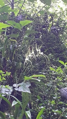 Brassia verrucosa