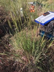 Pseudoroegneria spicata