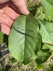 Asimina triloba