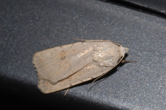 Caradrina fuscicornis