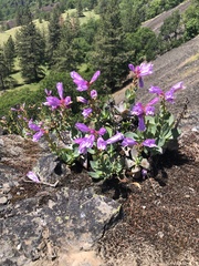 Penstemon barrettiae