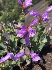 Penstemon barrettiae