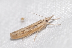 Agriphila tersellus