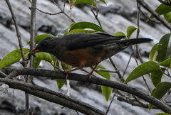 Turdus olivaceus