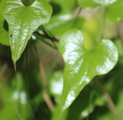 Dioscorea communis