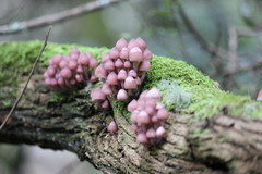 Mycena clarkeana