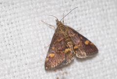 Pyrausta aurata
